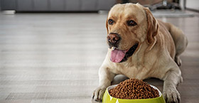 For independents, the pet aisle offers opportunity