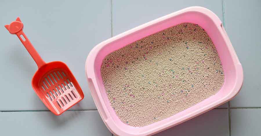 Walmart, supermarkets top destinations for buying cat litter