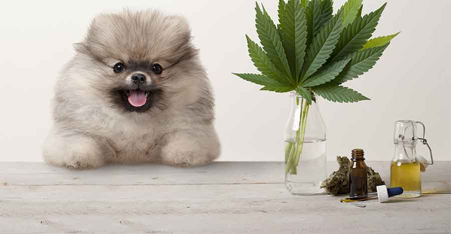 CBD making headway in pet-care segment