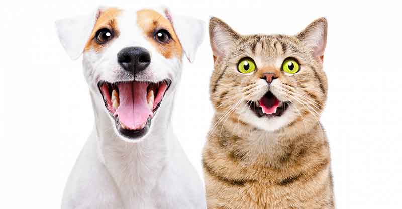 Pet food, cat litter remain bright spots in pet care market