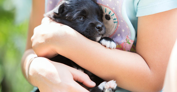 Pet adoptions on the rise, boosting product sales