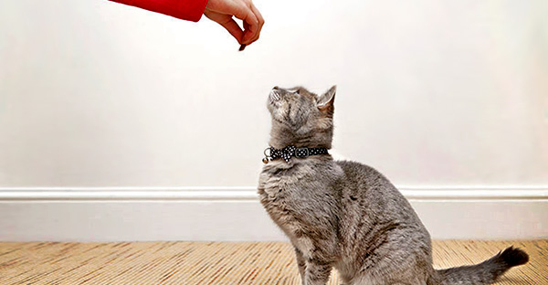 Pet treat sales near 10 billion in US
