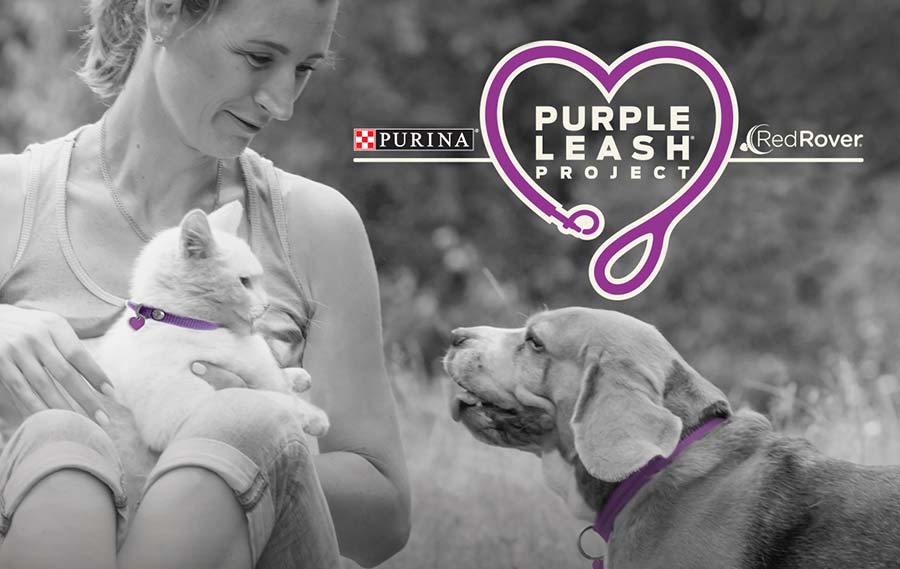 Turning Empathy into Action for Domestic Abuse Survivors with Pets